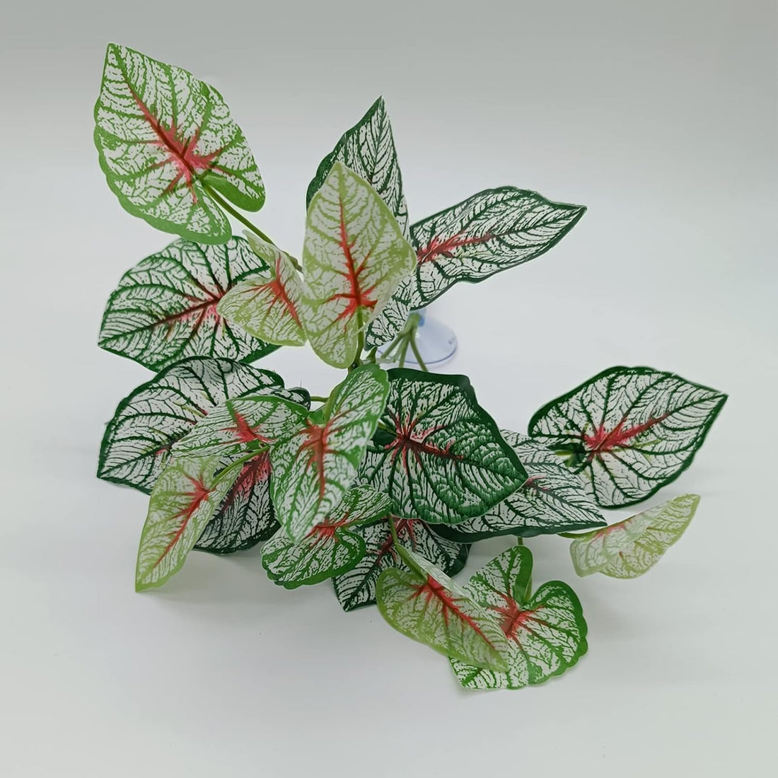 Reptile Plants for Bearded Dragon Tank Accessories
