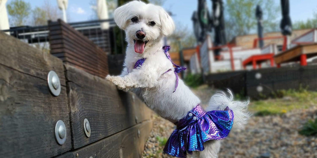 CuteBone Dog Bikini Dress, Stylish Swimsuit Costume for Small Dogs