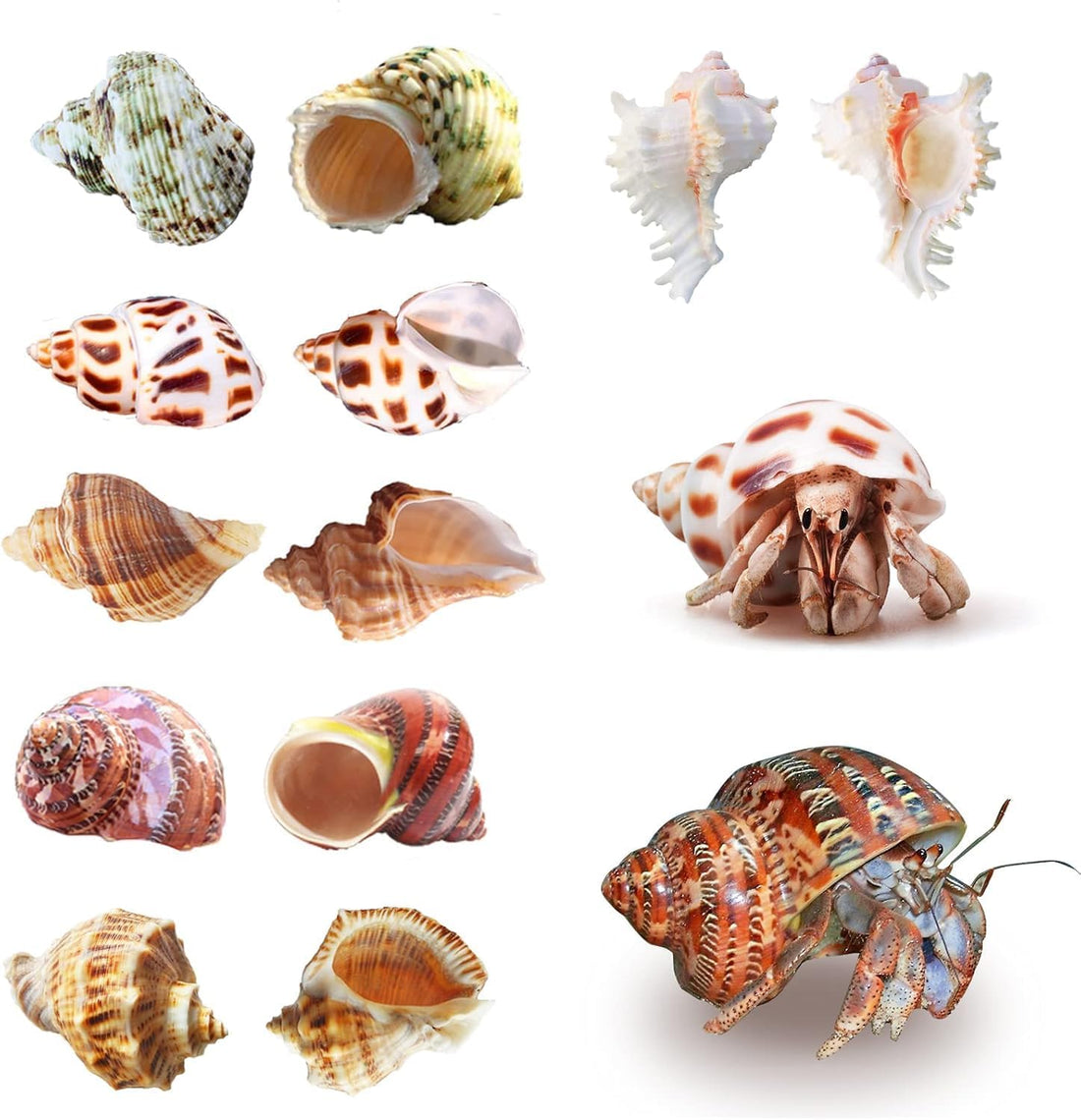 SINKOO 6PCS Hermit Crab Shells Medium to Large