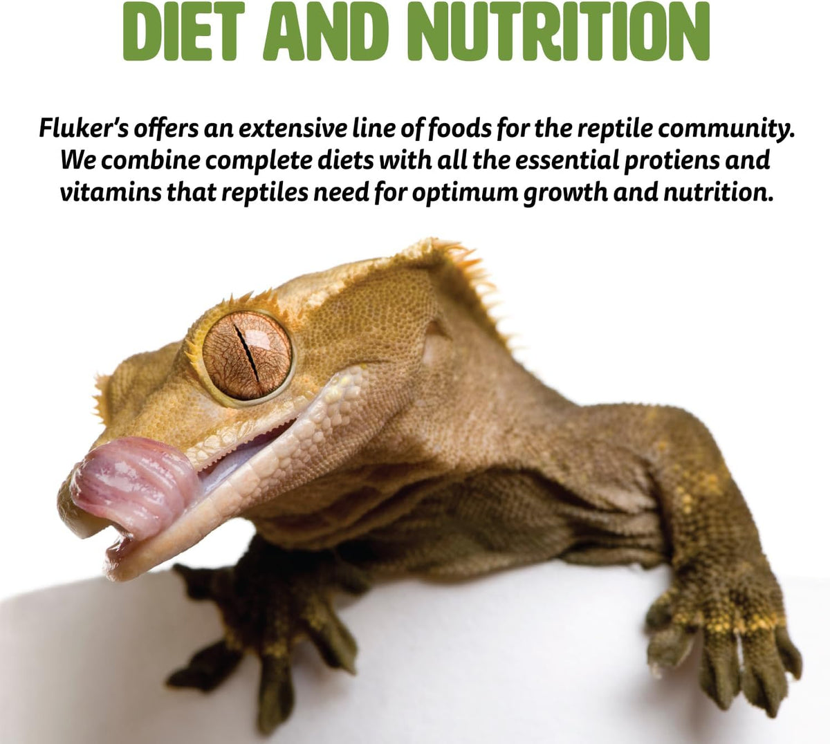 Fluker's All Natural Large Sun-Dried Red Shrimp, High Protein Treats