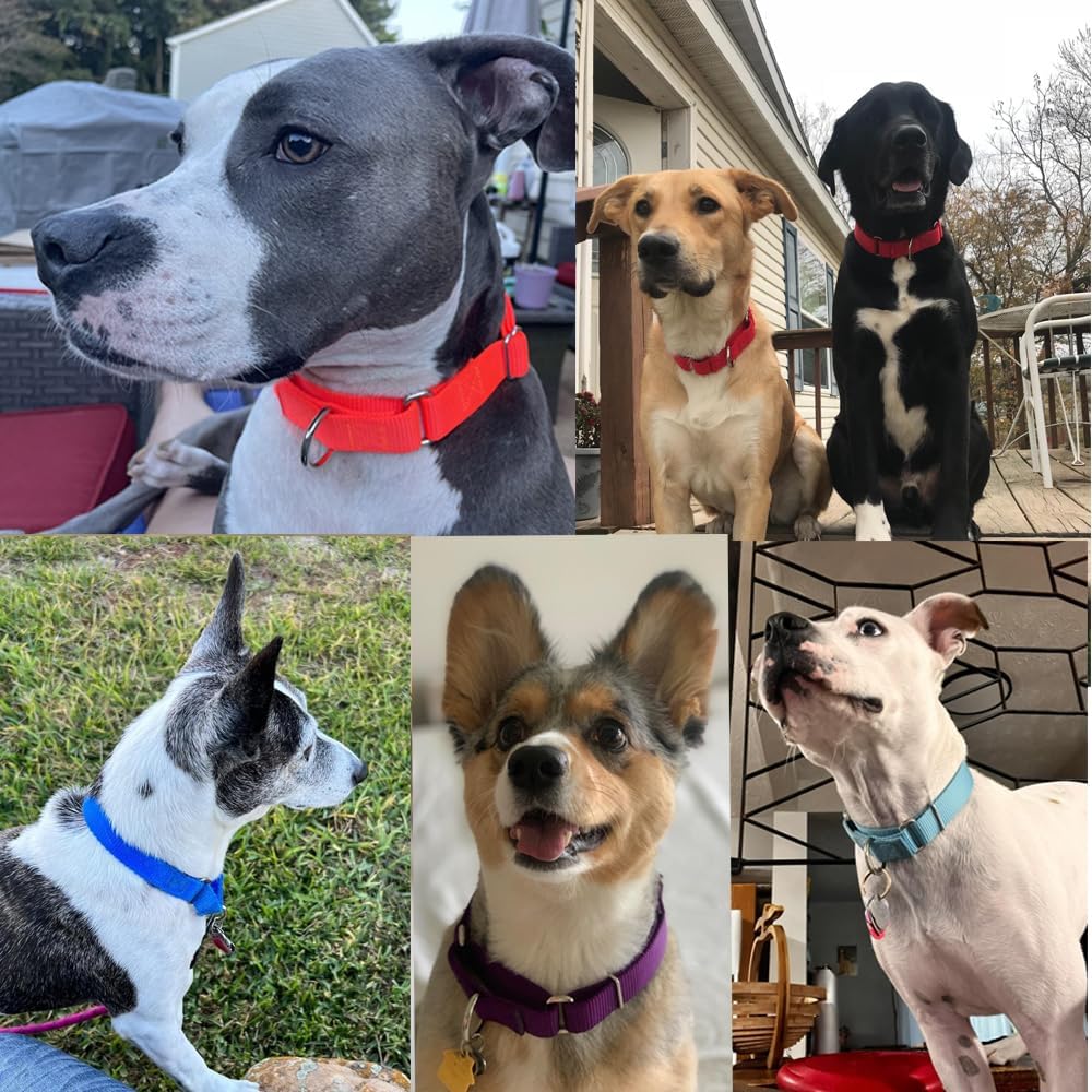 Martingale Dog Collars for Medium Dogs, No Pull Dog Choker Collar