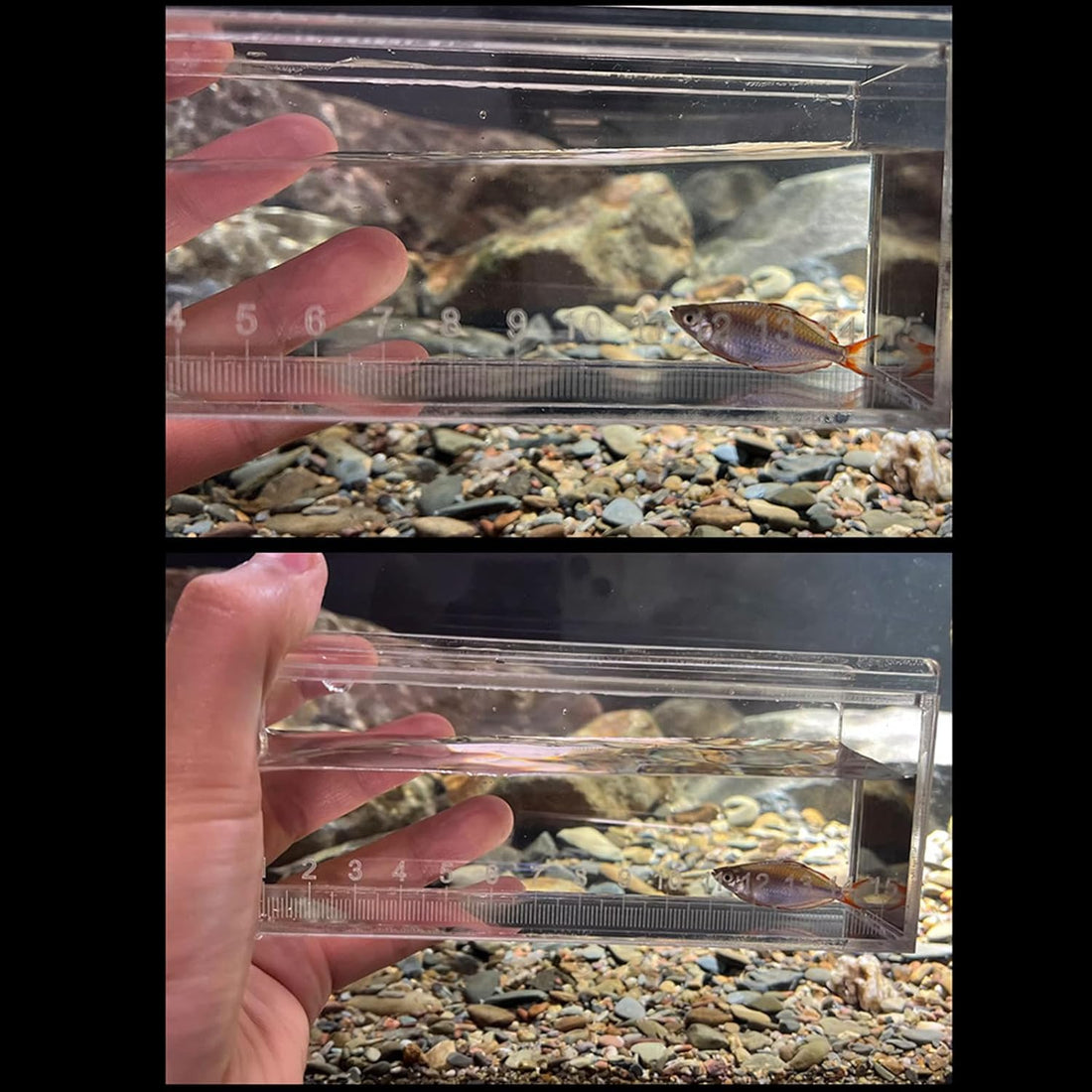 Acrylic Fish Viewing Box Multifunctional Fish Breeding Case