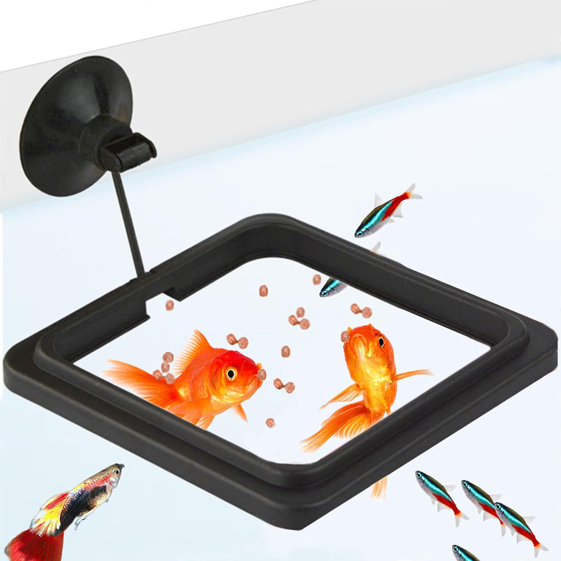 SunGrow Fish Food Feeding Ring