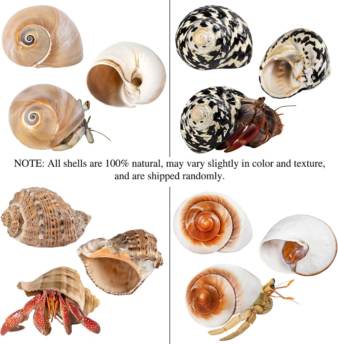 QICQDRAM 3PCS Hermit Crab Shells 2.9~3.3'' Large Seashells 1.2~2''