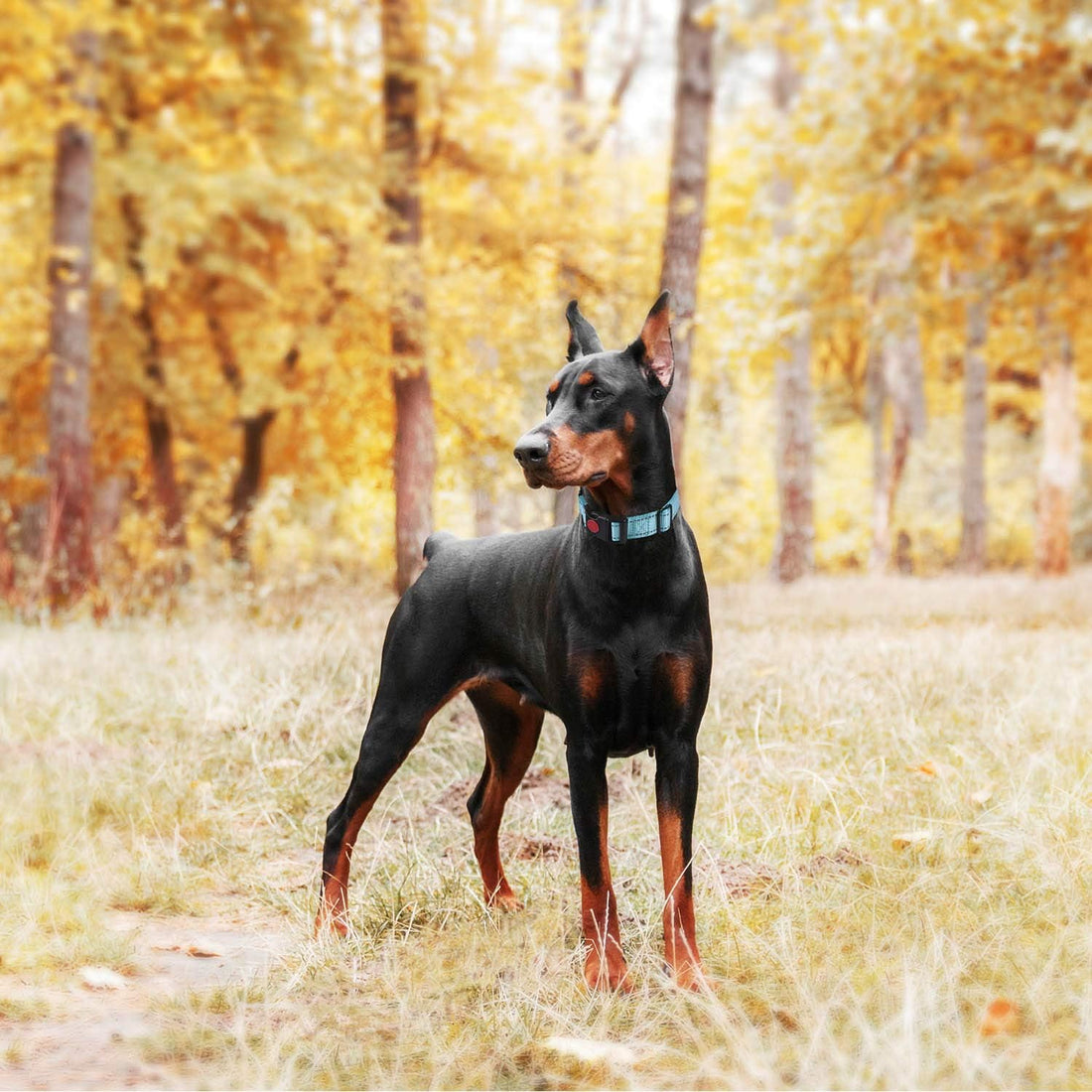 Haapaw Escape-Proof Martingale Dog Collar