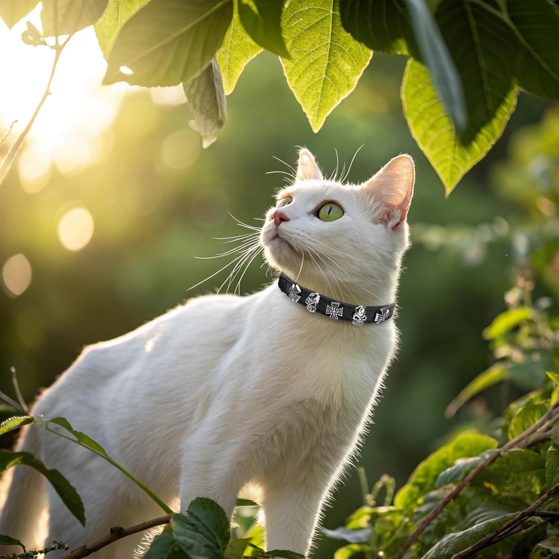 EXPAWLORER Leather Cat Collar for Girl Boy Cats,Black(Skull),S