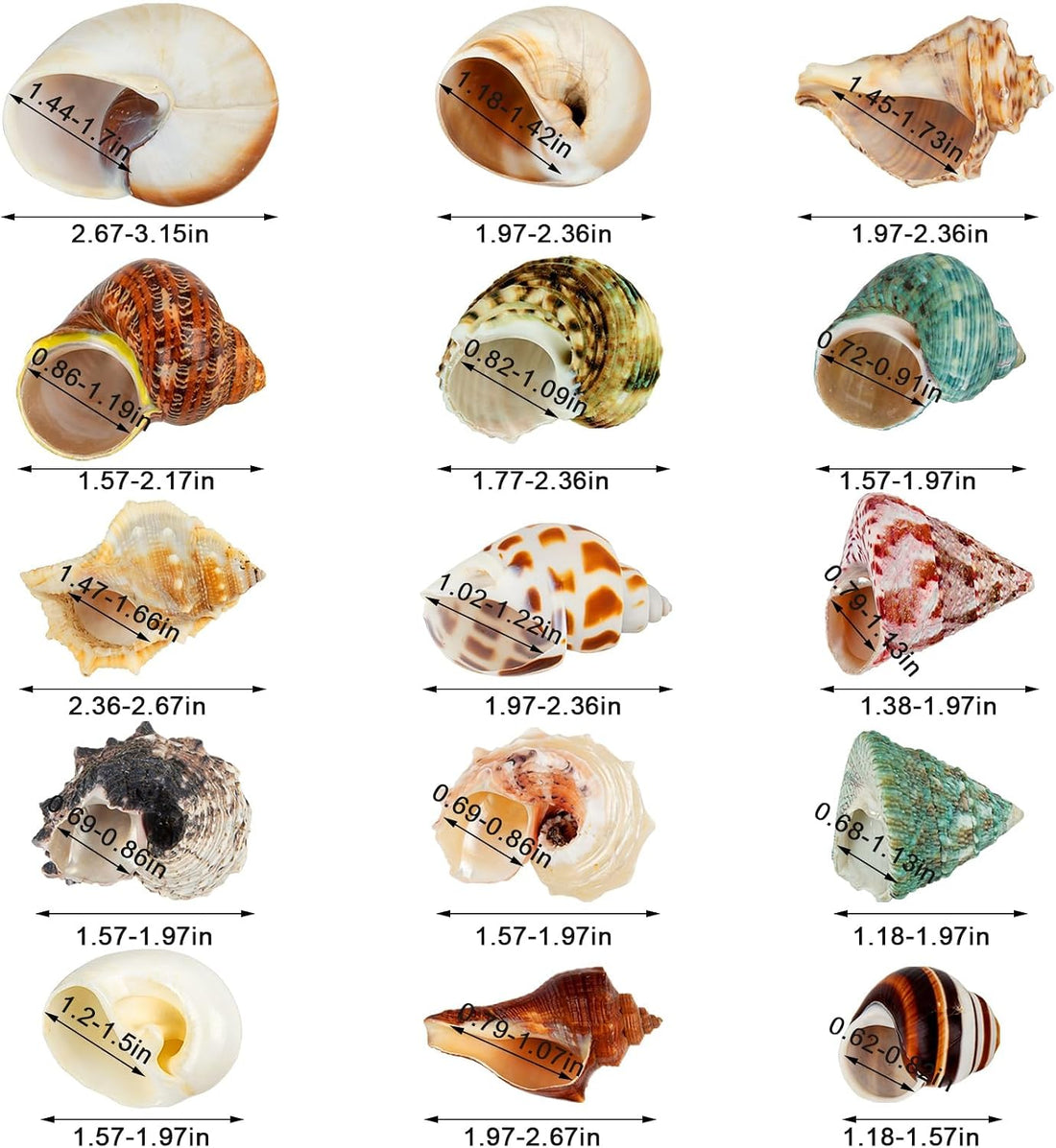 15PCS Hermit Crab Shells 1.6"-3.2", Growth Turbo Seashells