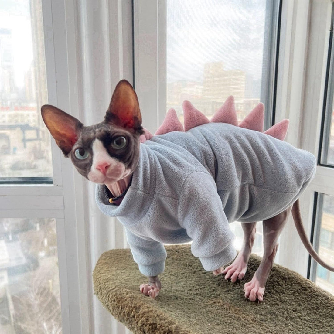 Sky Blue Dinosaur Sphynx Cat Clothes Sweater Hairless Cat Apparel