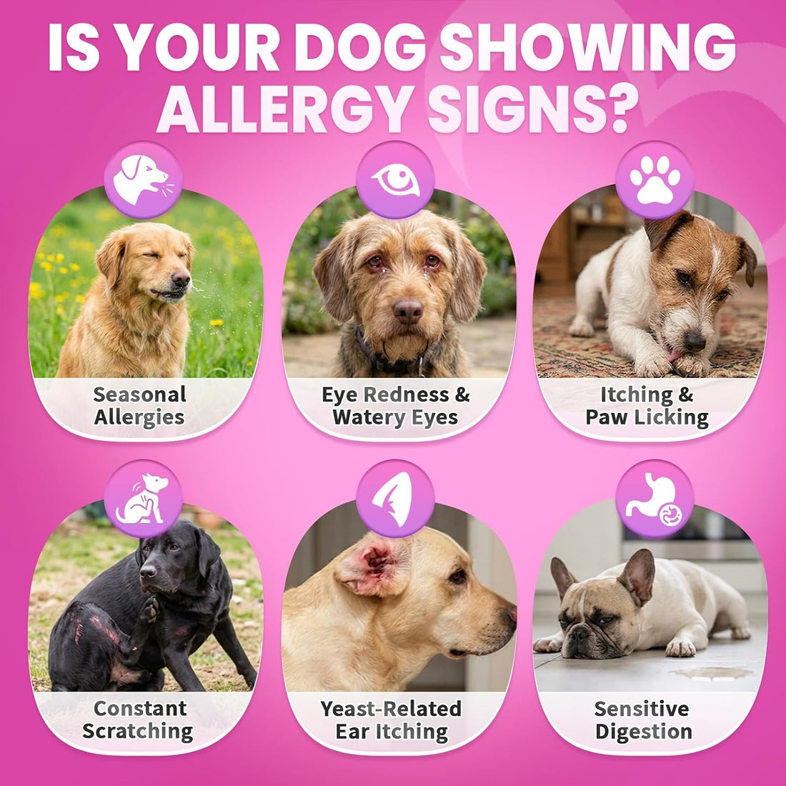 Dog Allergy Chews, Dog Allergy Relief for Itching Skin, Paw Licking
