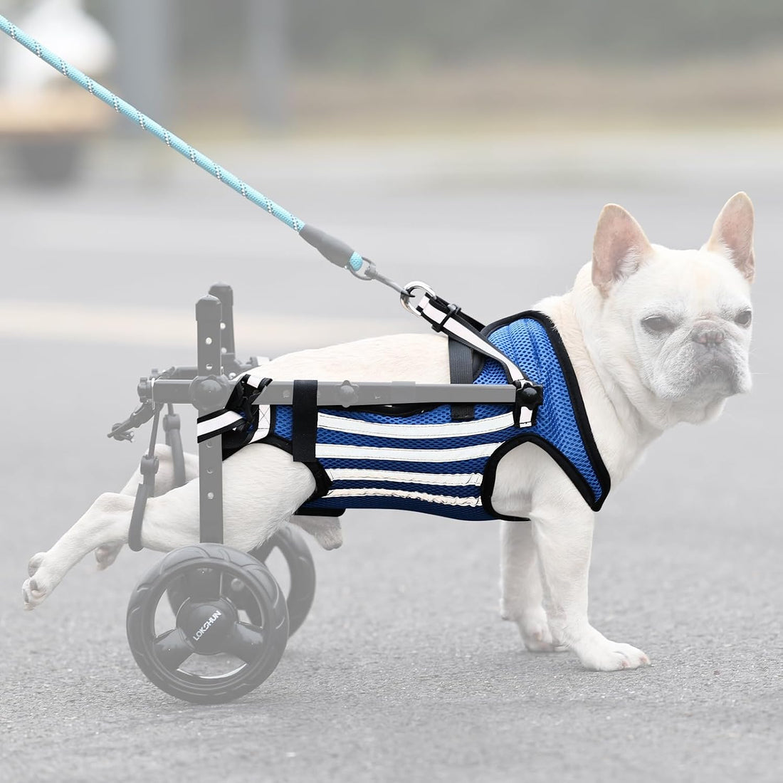 2025 Upgraded Dog Wheelchair for Back Legs Small Wheelchair for Dogs