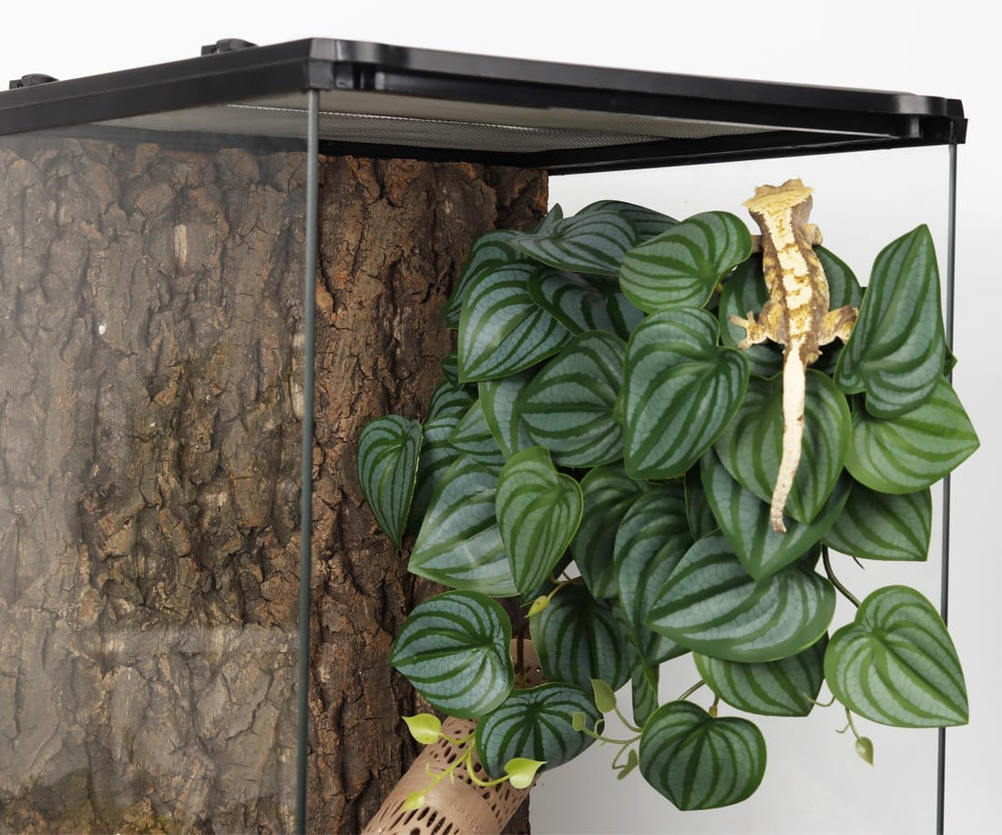 Fake Calathea Orbifolia, Reptile Terrarium Suction Plants