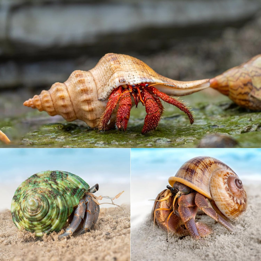 SINKOO 6PCS Hermit Crab Shells Medium to Large