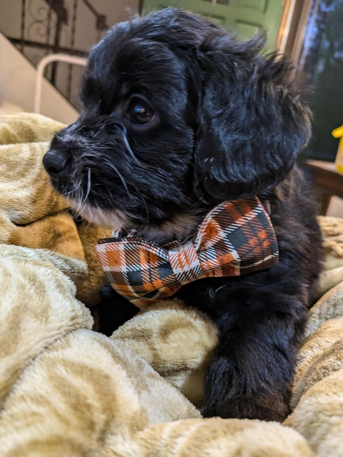 Lionet Paws Halloween Dog Collar with Bowtie