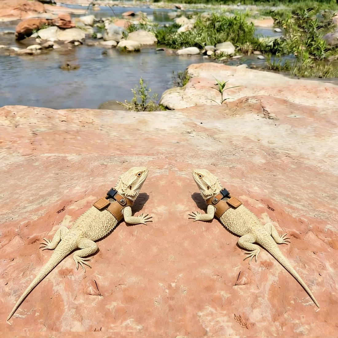 Soft Adjustable Bearded Dragon Harness with Leash