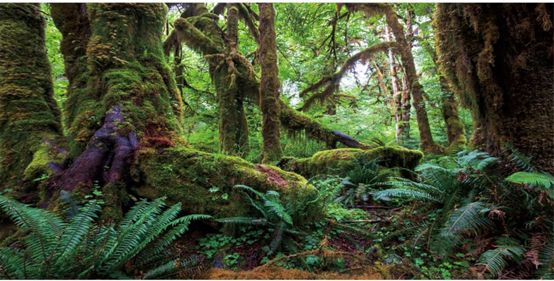 36x18 in Terrarium Backdrop Rainforest Moss Tree Reptile Habitat