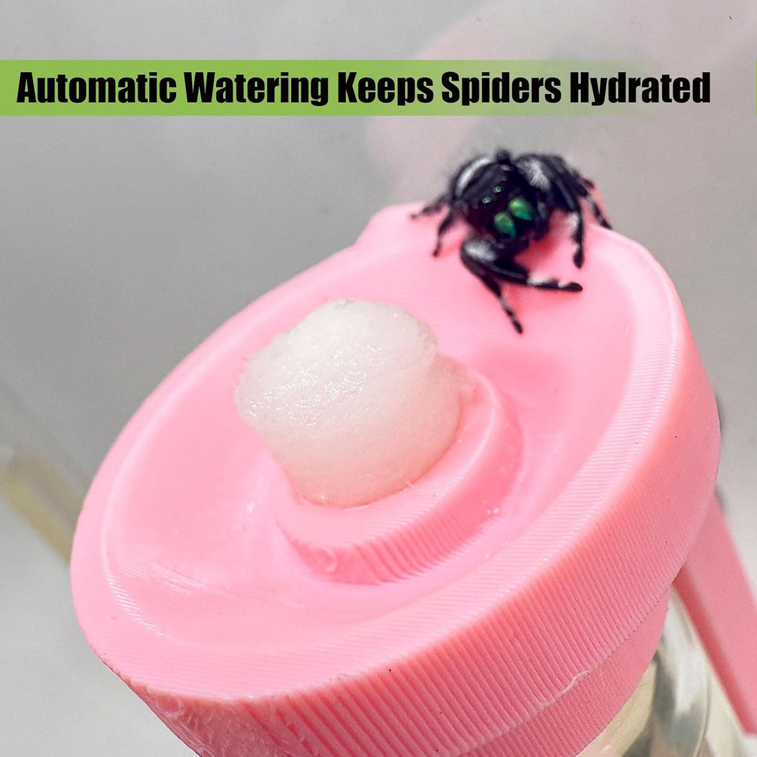 Jumping Spider Water Dispenser