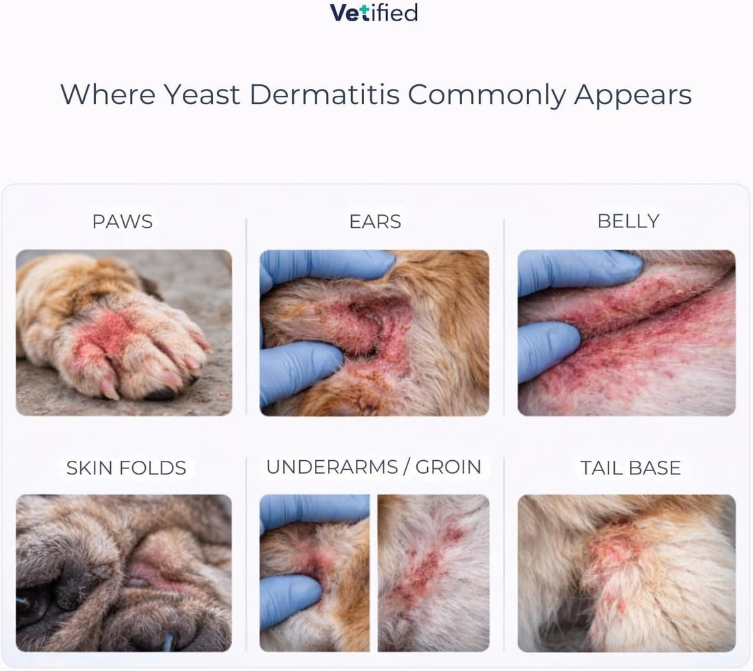 Yeast Dermatitis Treatment for Dogs - 8 Fl Oz Spray