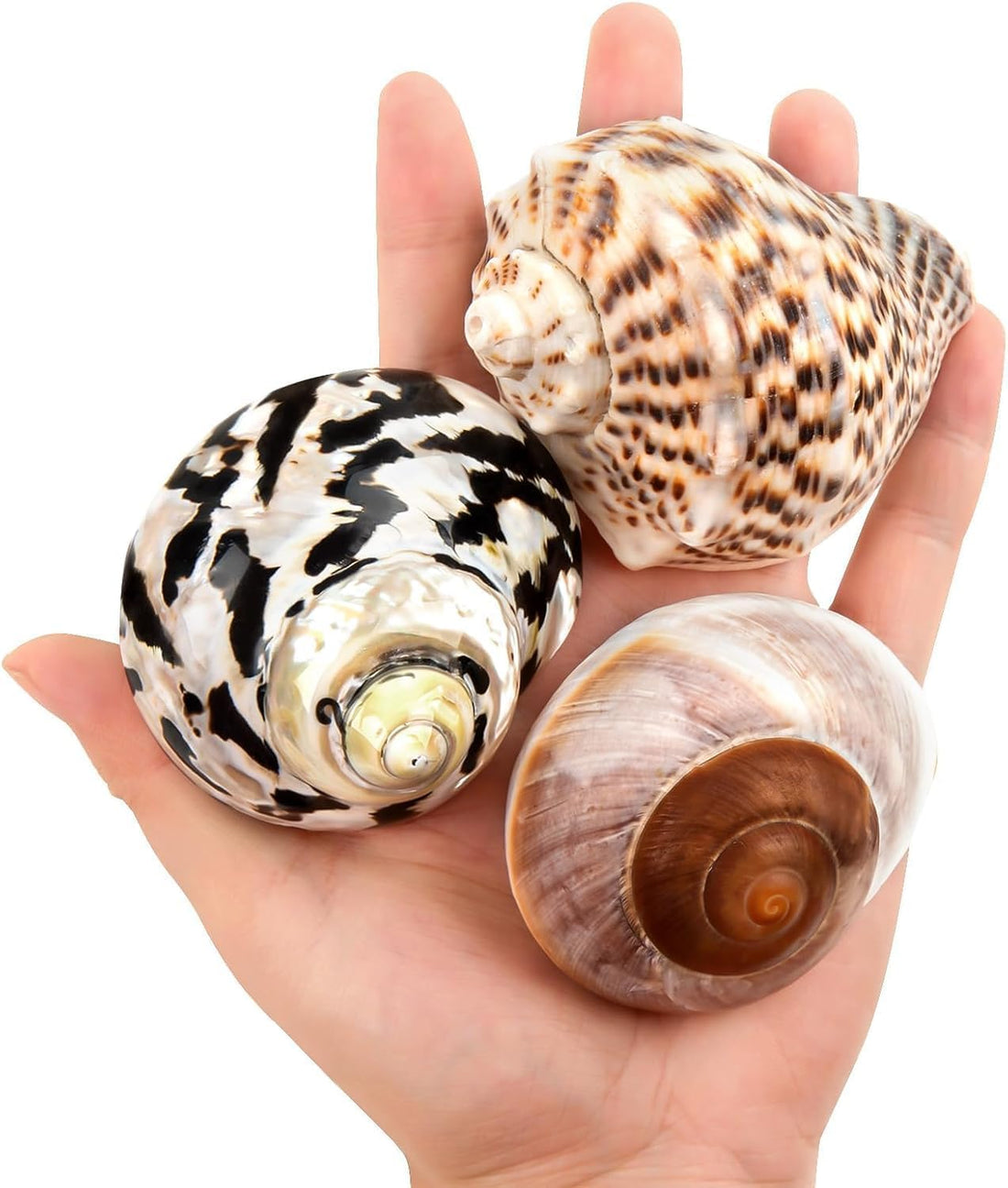 QICQDRAM 3PCS Hermit Crab Shells 2.9~3.3'' Large Seashells 1.2~2''