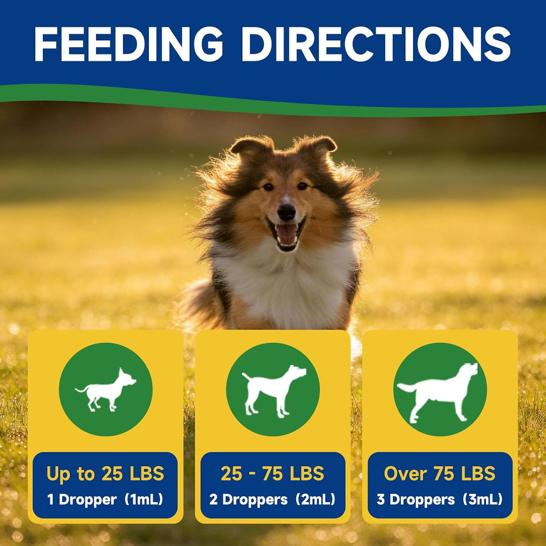 NAD+ Longevity Supplement for Senior Dogs, Vitality, Cognitive Health