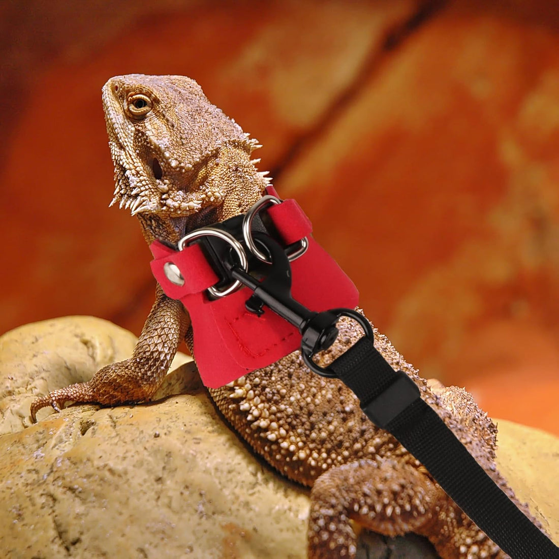 ADOGGYGO Bearded Dragon Harness Leash Set, 3 Size Lizard Harness