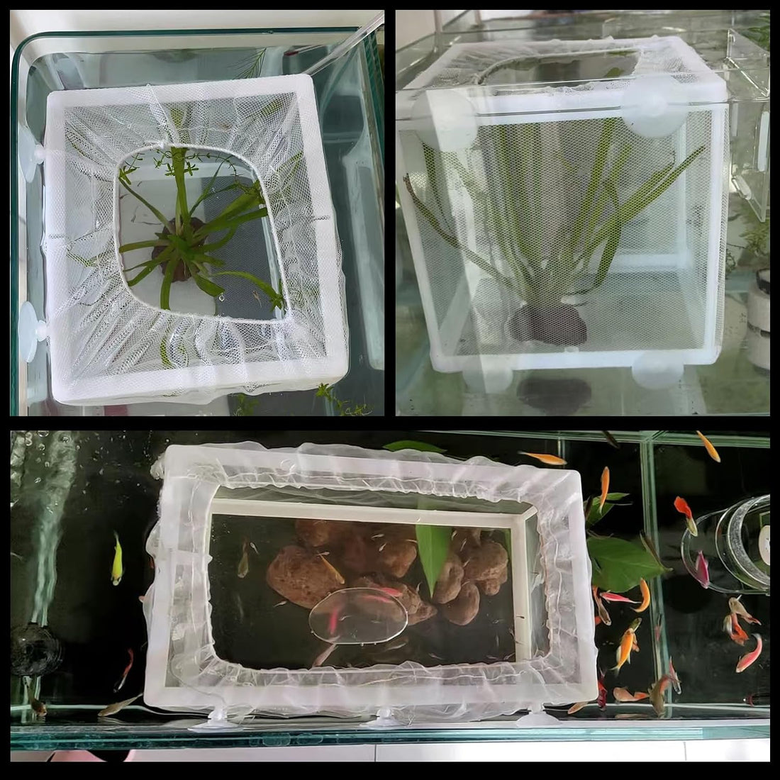 2 Pcs Fish Breeder Incubator Mesh Box