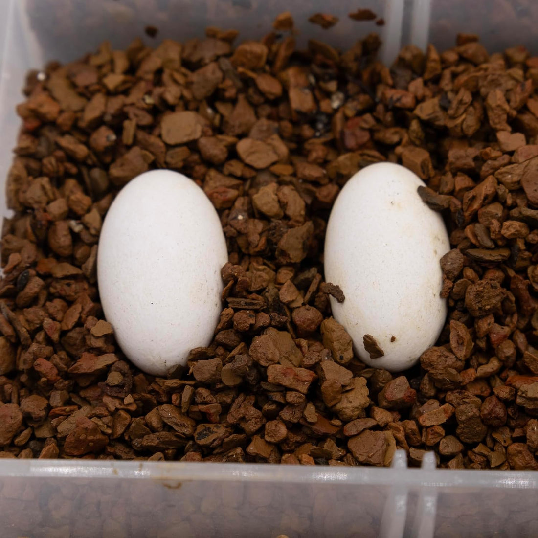 Pangea Hatch Premium Reptile Egg Incubation Substrate, 2 lb