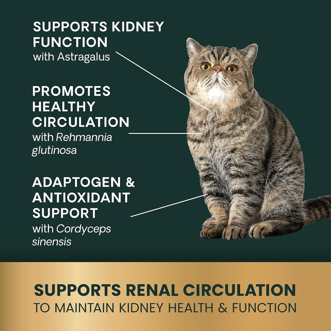 VetriScience Kidney Health Chews for Cats, Chicken, 120 Count
