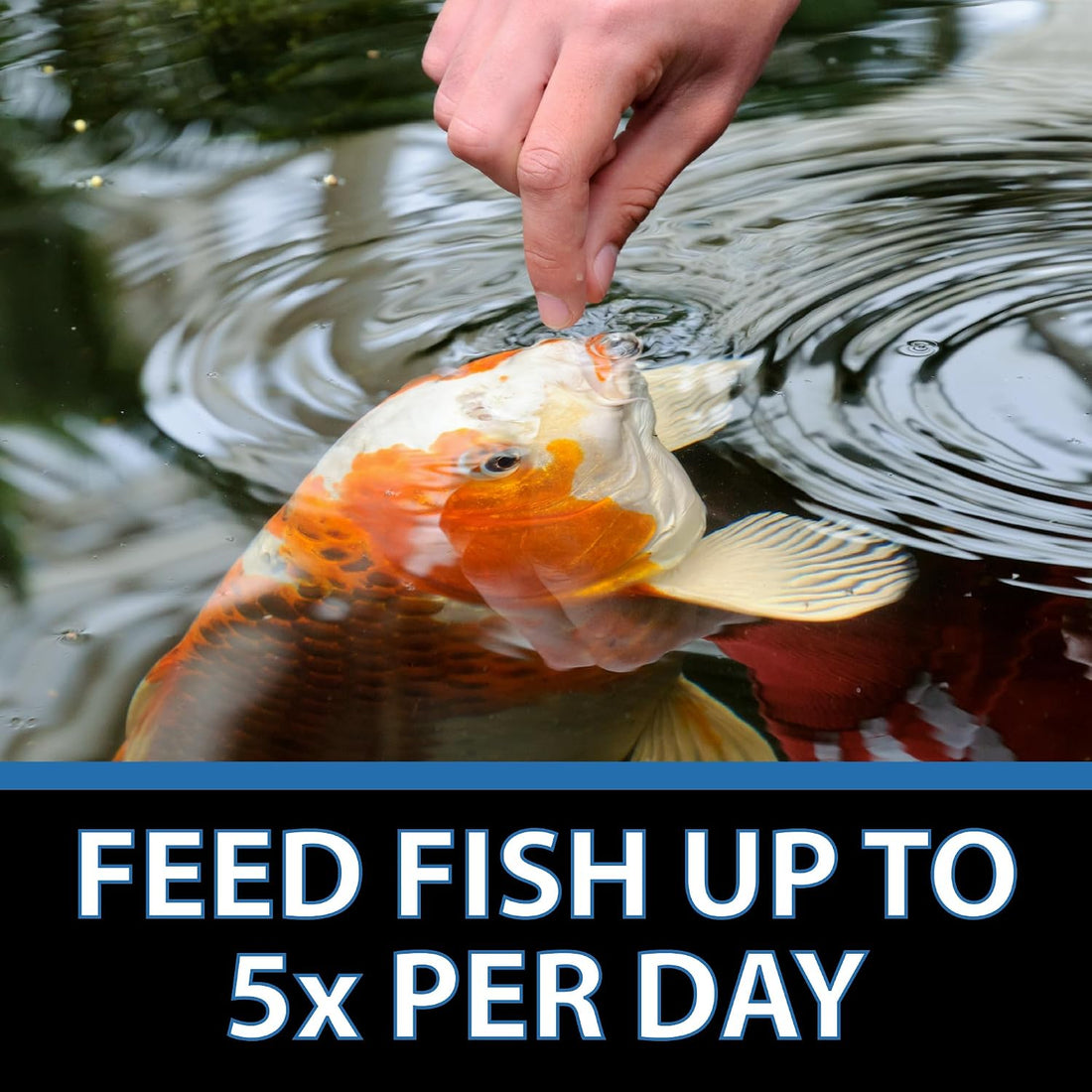 CrystalClear Staple Pond Fish Food for Koi & Goldfish, 2.2 Pound Bag