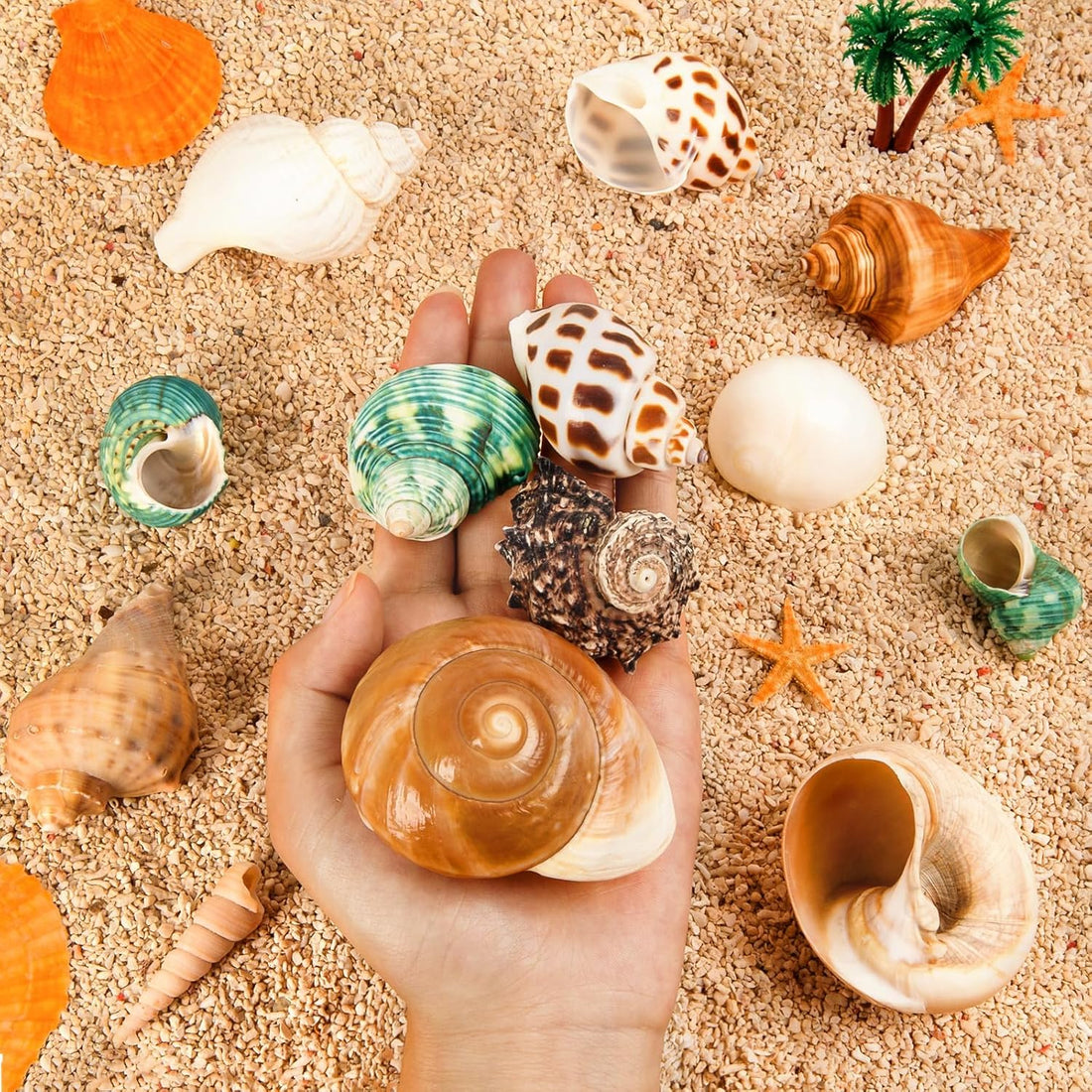 12PCS Hermit Crab Shells 1.6"-3.2", Growth Turbo Seashells