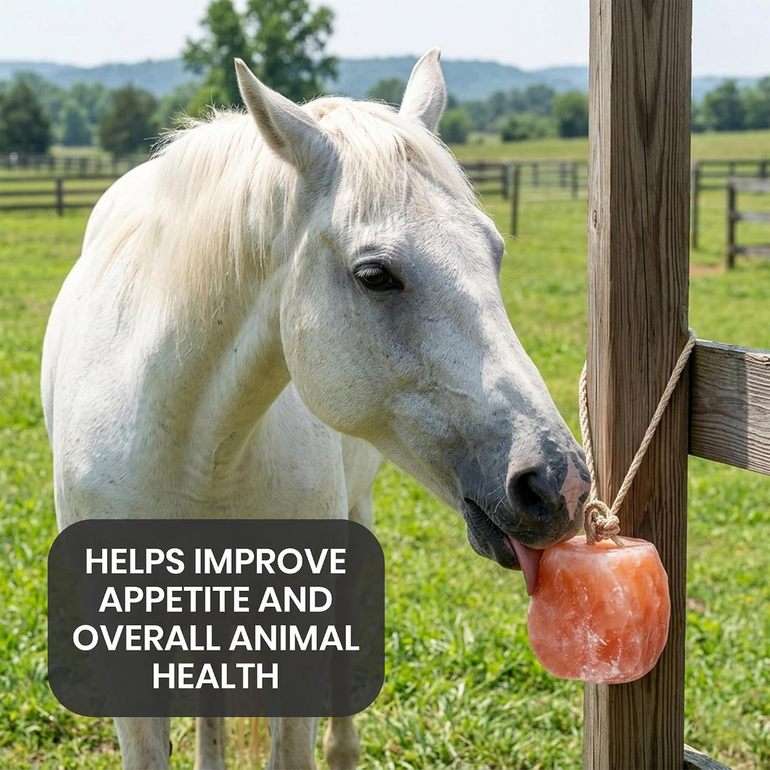 6 Himalayan Salt Block for Horses with Rope Natural Horse Salt Lick
