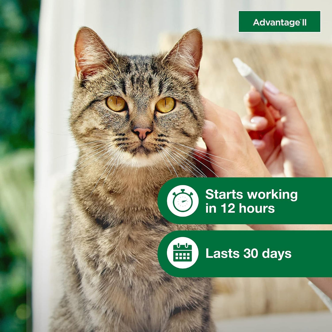 Advantage II Large Cat Vet-Recommended Flea Treatment & Prevention