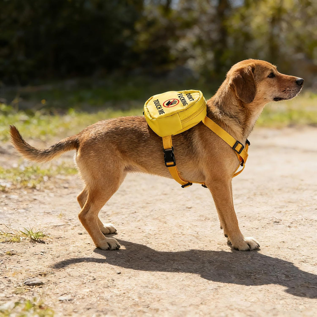 Funny Dog Slogan Travel Bag Don't F Touch Me Dog Backpack Dog Walking