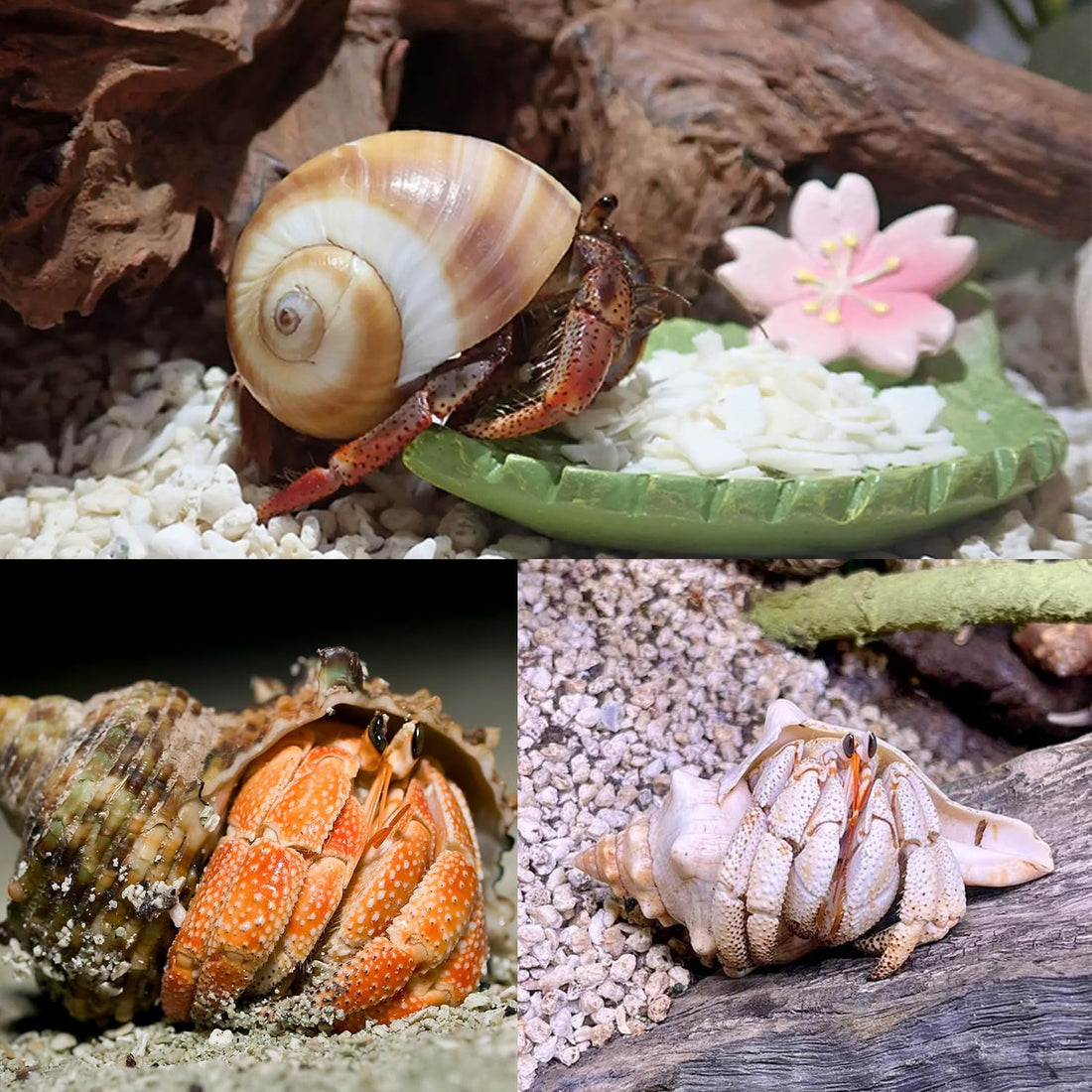 7-Pack Hermit Crab Shells, Size 2" to 2.8", Opening 0.6" to 1.8"