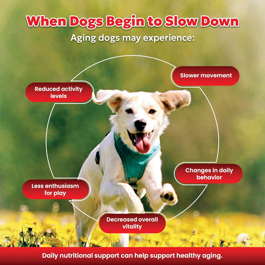 NMN Longevity Soft Chews for Dogs – Beef Flavored