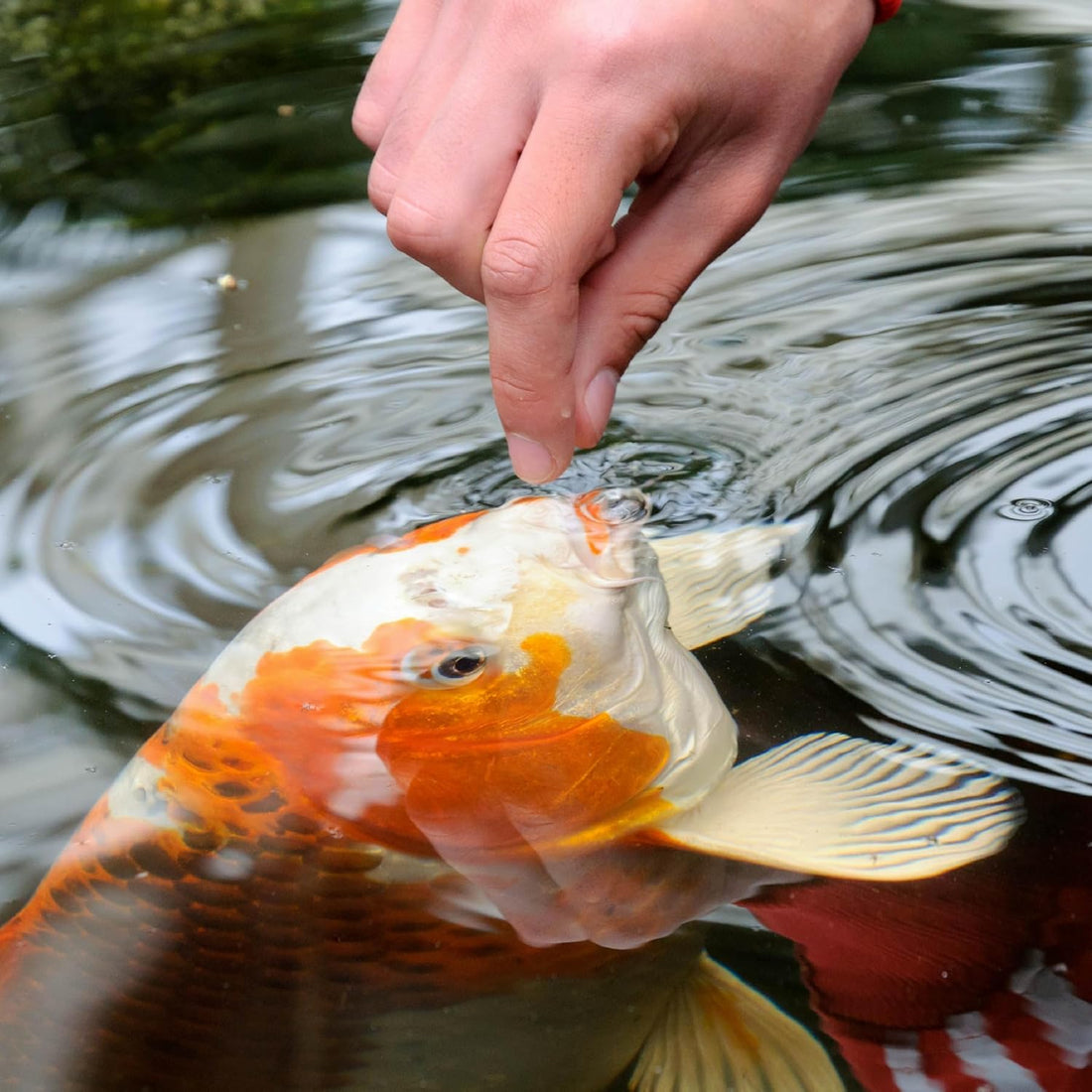 Tetra Pond Sticks Fish Food For Goldfish & Koi, 1.72 lbs
