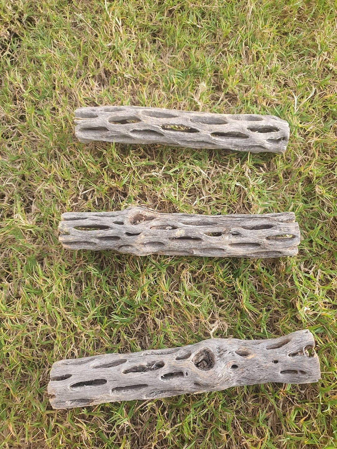 Hexagrowth Cholla Wood Shrimp Hideout, Habitat for Fish, Toy for Gecko