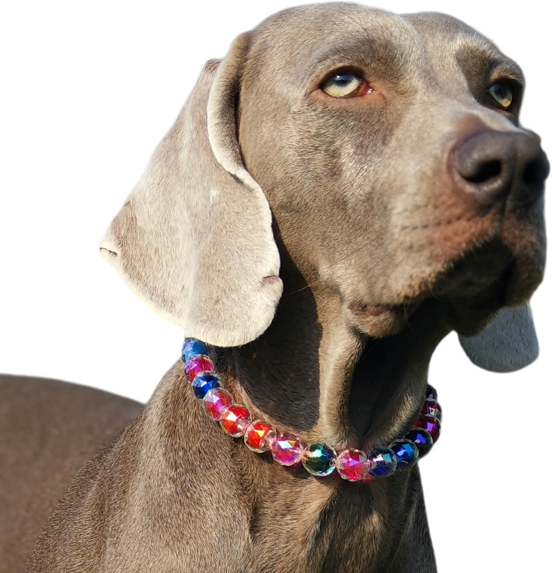 Adjustable Dog Necklace with Elegant Sparkling Colorful Crystal Pearl