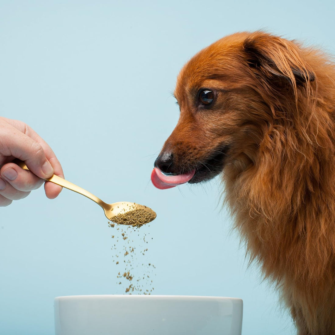 The Missing Link Pet Kelp Dog Probiotic Organic Supplement Powder