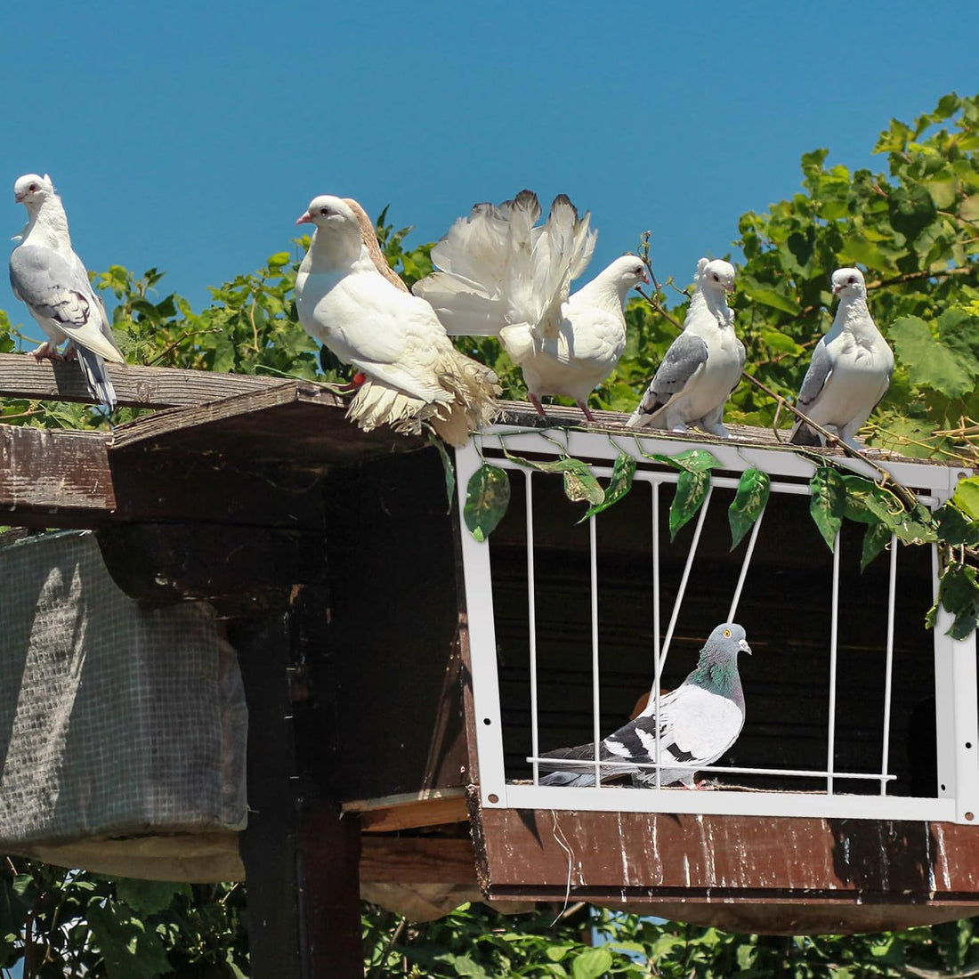 Suzile 2 Pcs 11.81" x 10.24" Pigeon Cage Door Bird Wire One Way