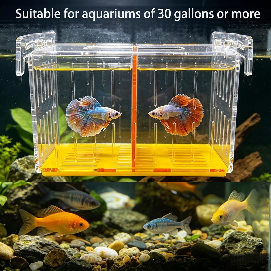 Large Acclimation Box for Saltwater Fish