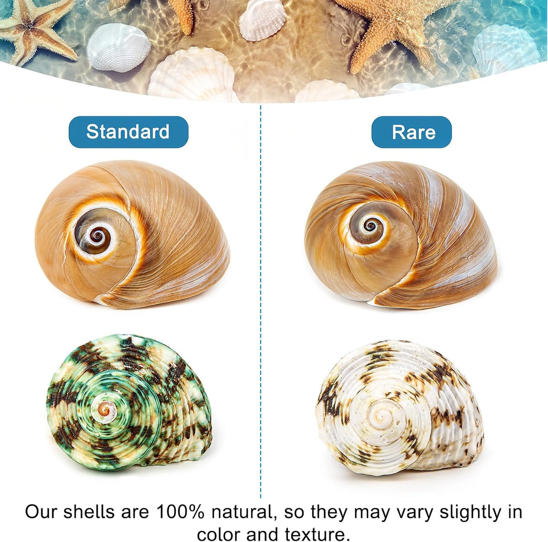 5PCS Hermit Crab Shells | Natural Sea Conch Size 2.1" - 2.8"