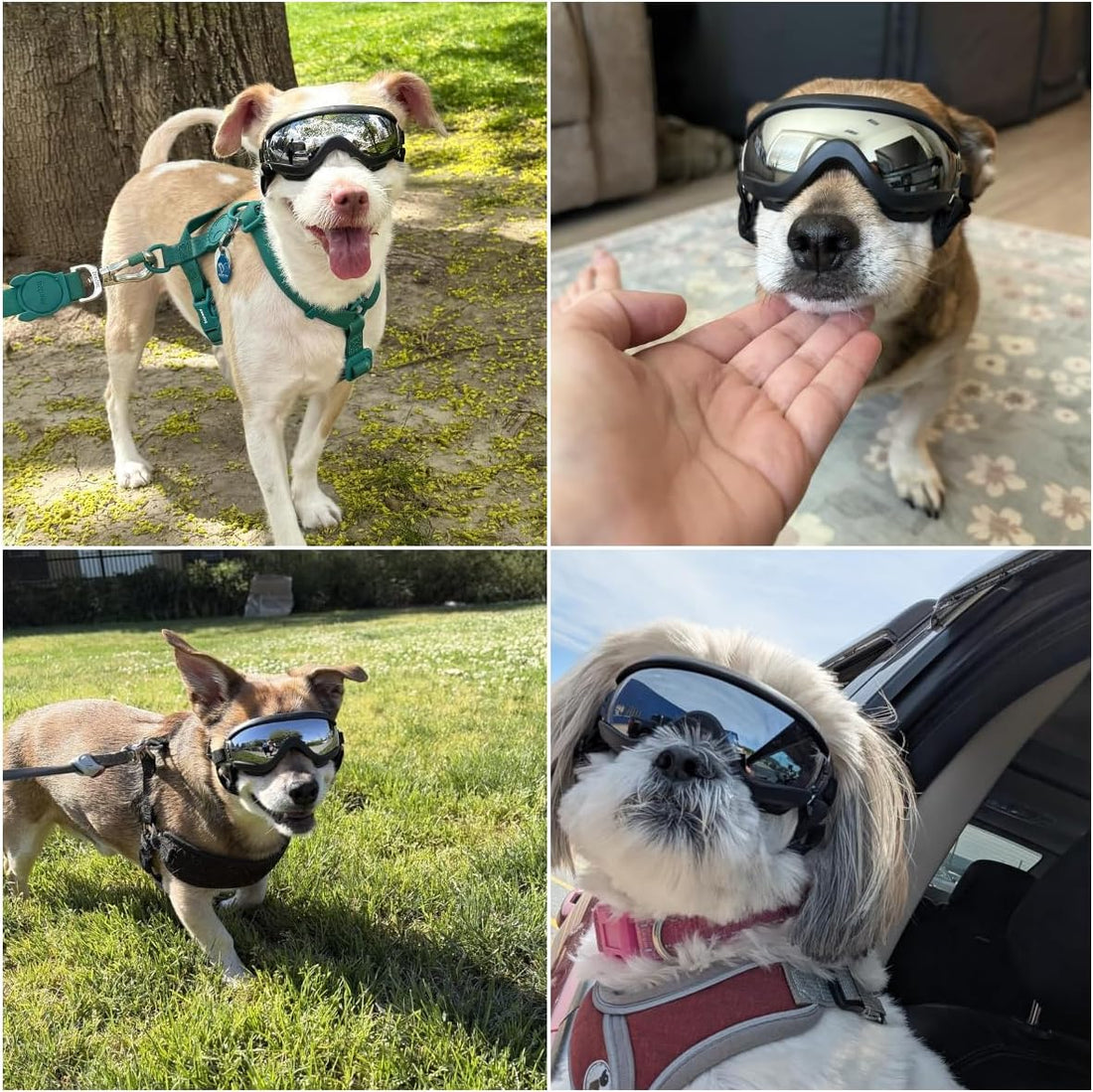 Billionchains Dog Goggles Small Breed with UV Protection Windproof