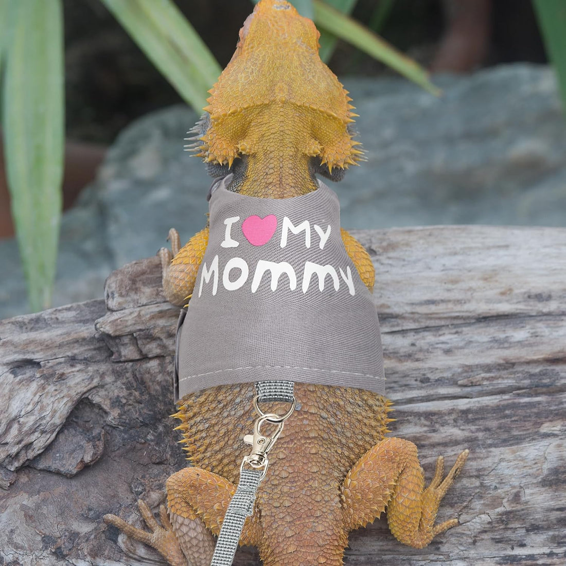 Bearded Dragon Harness and Leash Set