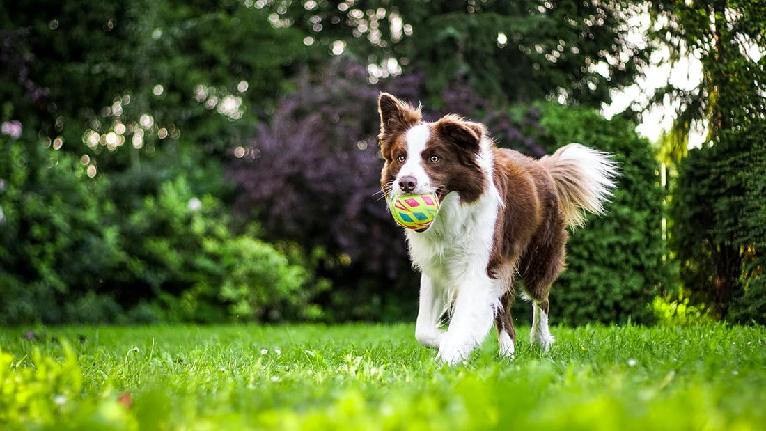 Natural Flea and Tick Collar for Puppies - 12-Month Protection