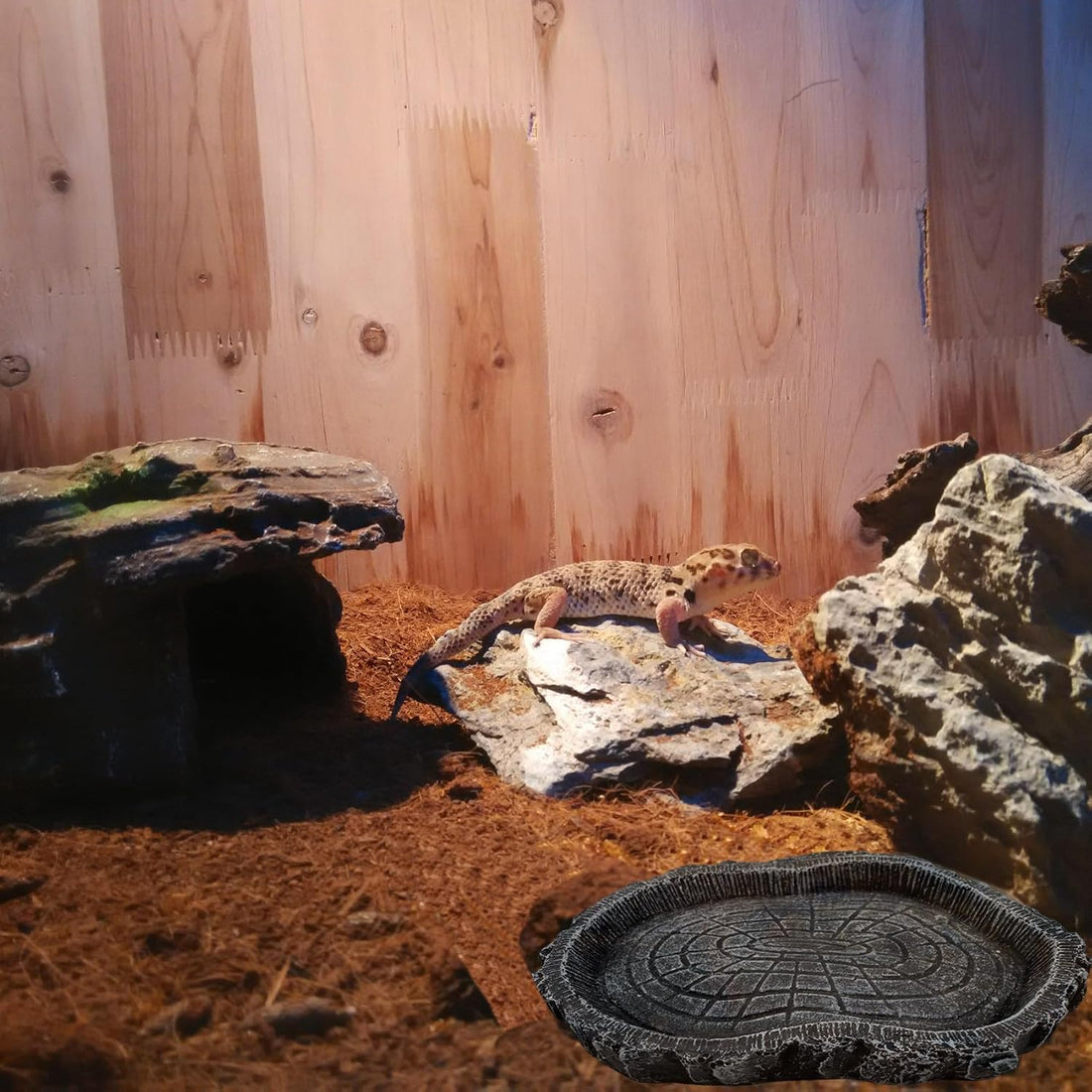 2 Pack Shallow Reptile Food Bowls