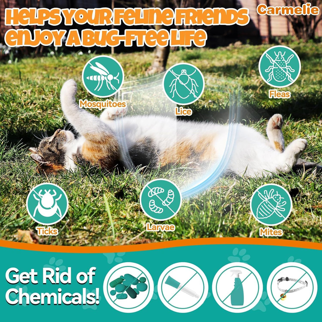 Flea and Tick Prevention for Cat