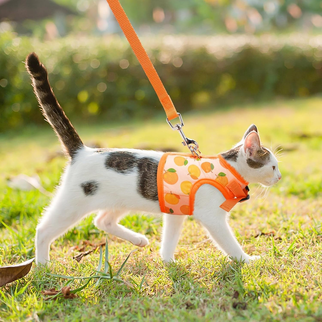 BINGPET Cat Harness and Leash Set, Escape Proof and Adjustable
