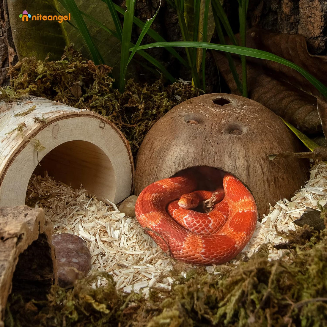 2 Pack Natural Coconut Reptile Hideouts, Lizard