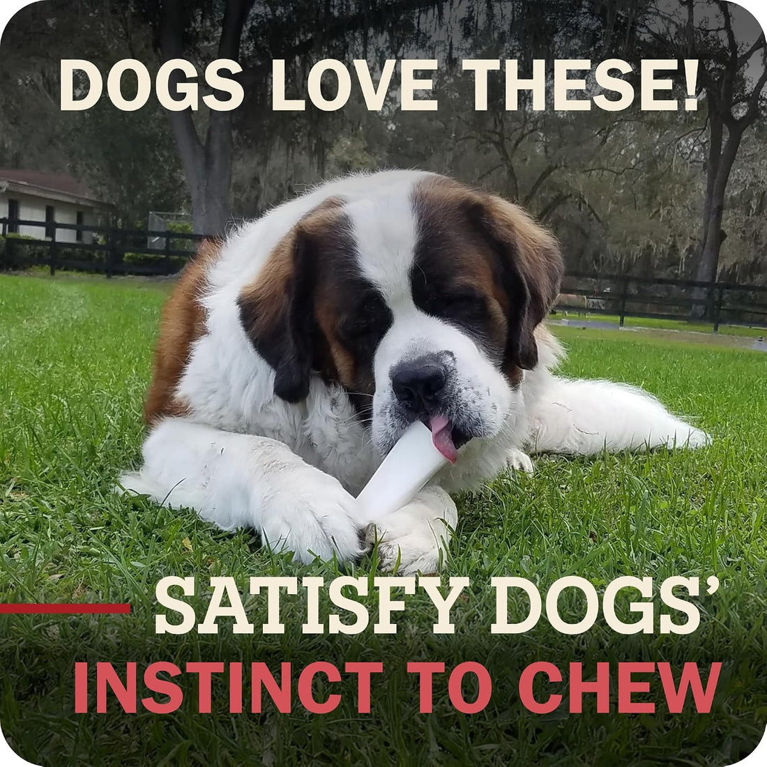 Redbarn Large Filled Bones Premium Dog Chew Cheese n' Bacon Flavor