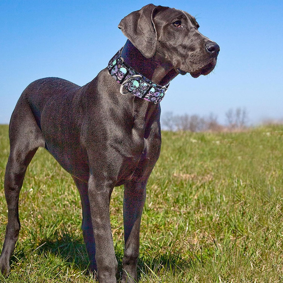 1.5 inch Skulls Martingale Collar for Dogs,Training Collar for Large